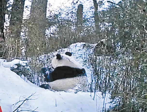 大熊貓坐在雪地。