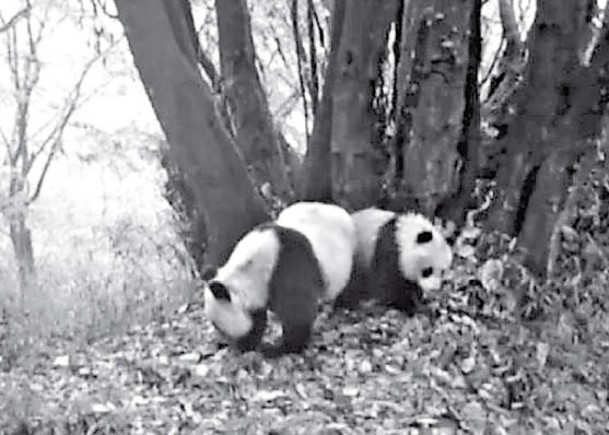 大熊貓母子在森林覓食。