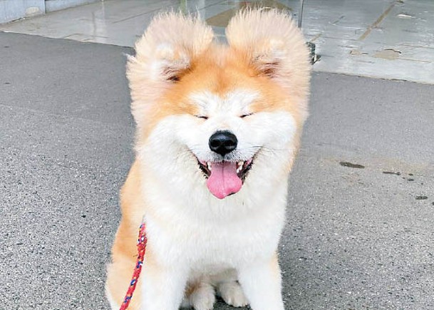 一隻名叫「Yanagida」日本秋田犬，耳朵毛髮不但特別蓬鬆，形狀也分外立體，乍看之下竟像迪士尼經典卡通人物米奇老鼠的圓耳。Yanagida 的體重在兩個月大時就飆升至7.46公斤，小時候的垂耳變成蓬鬆直耳，狗主在網上分享照片時，有網民更以為是利用修圖軟件做出的「P圖」效果。