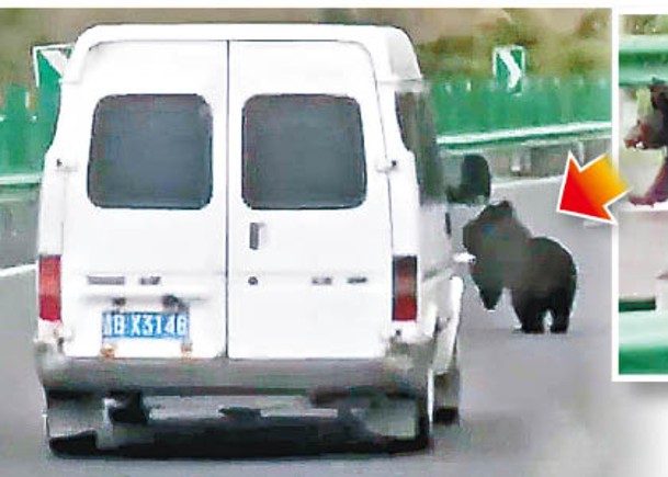 黑熊（小圖）在馬路上追着汽車。