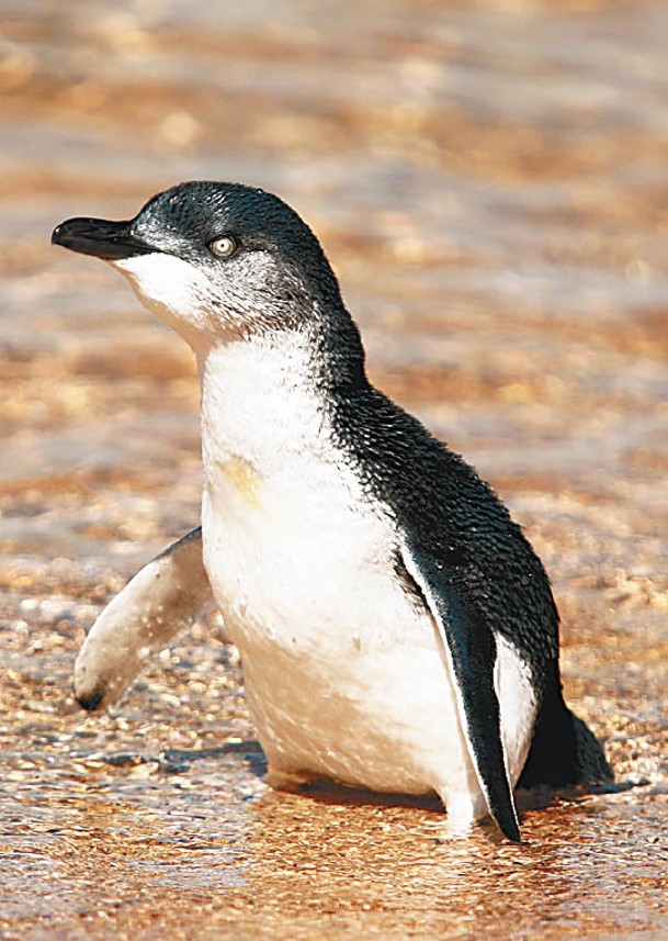 小藍企鵝再無在瑪麗亞島出現。<br>（Getty Images圖片）