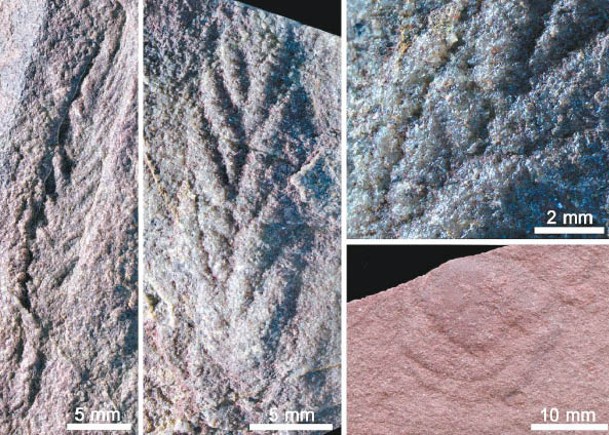 柴達木盆地藏5.5億年遠古化石群