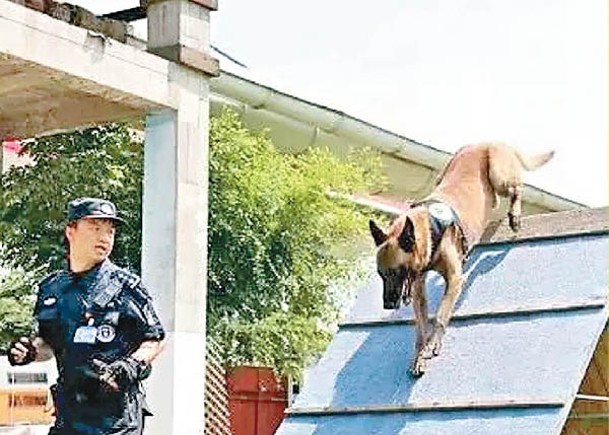 警犬在學院接受訓練。