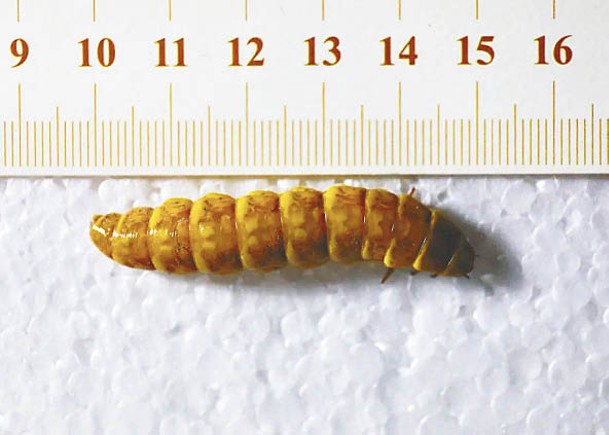 該螢火蟲的長度超過5厘米。