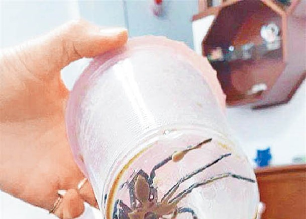 奶茶內竟出現一隻大蜘蛛。