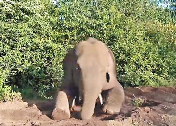 離群大象昆明出沒  獨享泥沙浴