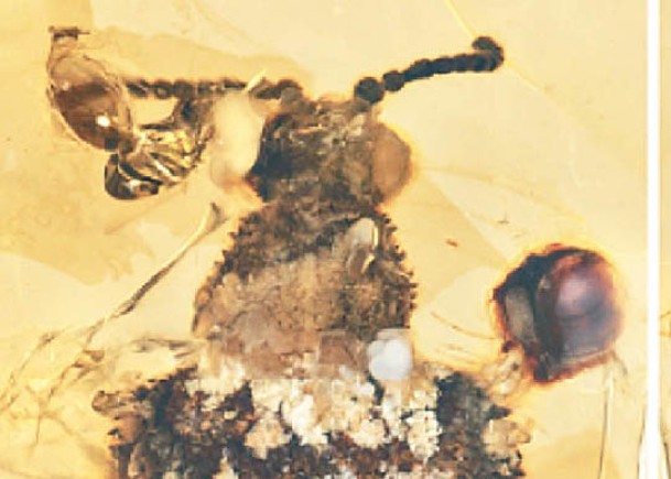 緬甸琥珀藏億年新品種甲蟲