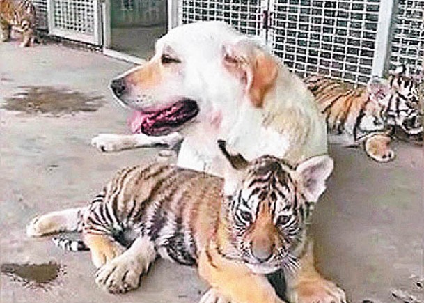 拉布拉多犬與小老虎相處融洽。