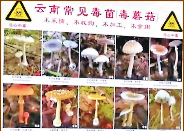 雲南省內生長了多種有毒野菌，民眾不要亂食。