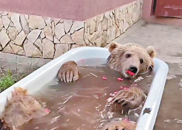 小棕熊獲新主寵愛  歎浸浴