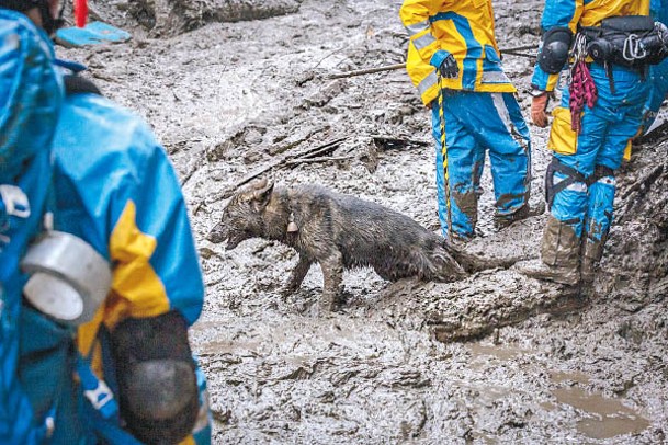 當局派出搜救犬前赴現場。（Getty Images圖片）