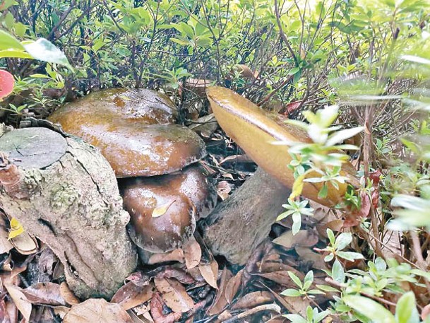 踏入雨季，景東縣有不少野生菌類不斷冒出。