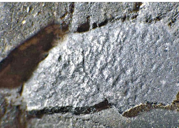 日本現1.3億年前恐龍蛋殼化石