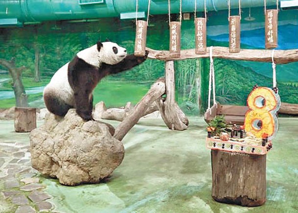 大熊貓圓仔8歲  台動物園開派對