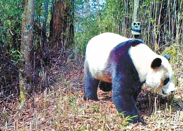 野外大熊貓增至1800隻 由瀕危降為易危