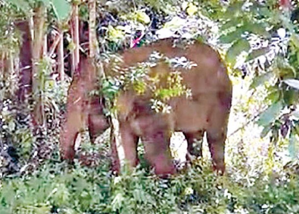 獨自離群的亞洲象已經被捉回。