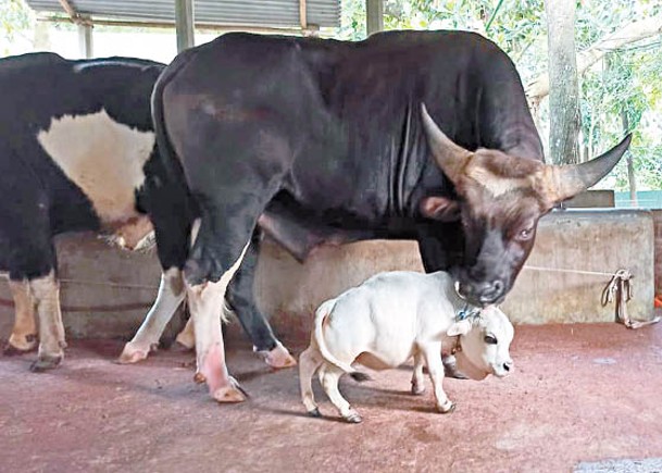 正常不丹牛的體形比拉尼（白色）大得多。