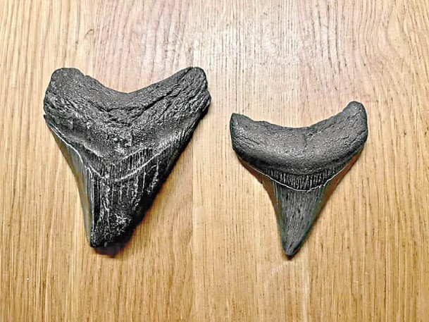 兩顆巨齒鯊牙化石外觀完好。