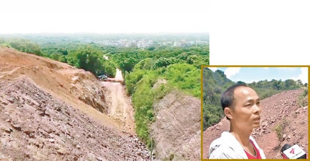 工程挖走大量泥土，阿岳（右圖）發現荔枝樹無故失蹤。