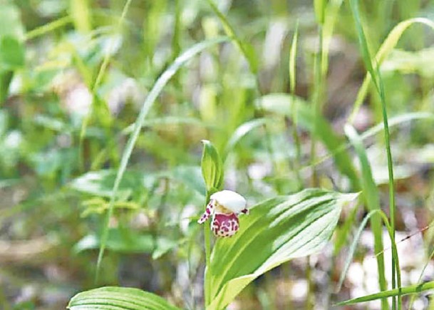 紫點杓蘭為瀕危植物。
