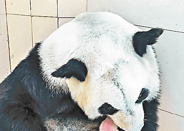 中國大熊貓  珍珍  蘇珊  齊誕雙胞胎