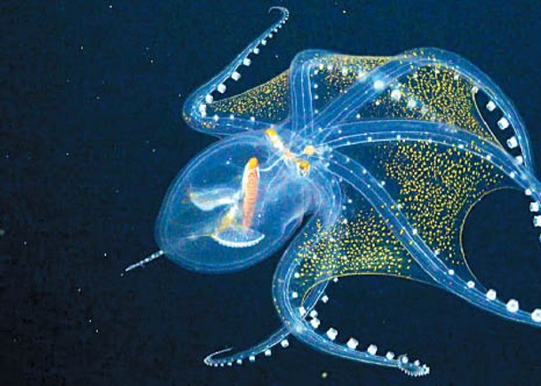 太平洋群島海底  現罕有玻璃章魚