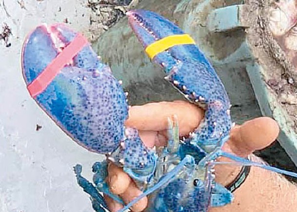 麻省漁夫捕獲  稀有藍龍蝦