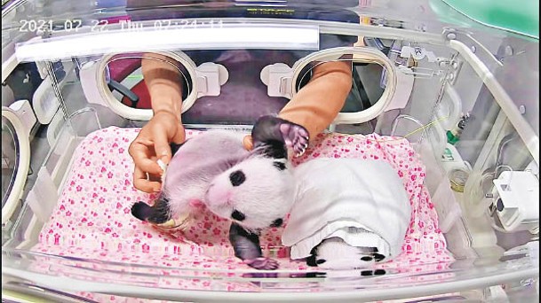 保育箱中熊貓寶寶交由工作人員照顧。