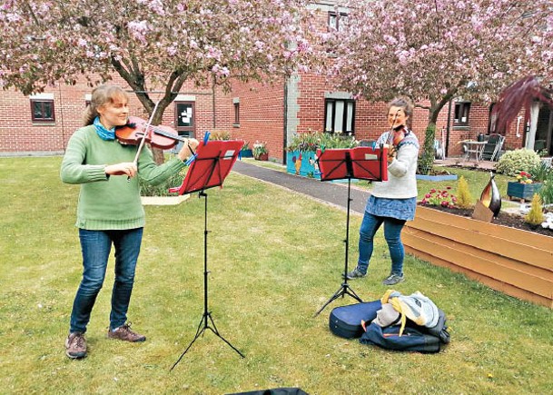 兩位小提琴家在草坪上演奏。