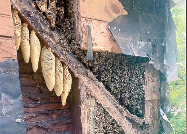 45萬隻蜜蜂  佔領農舍35年