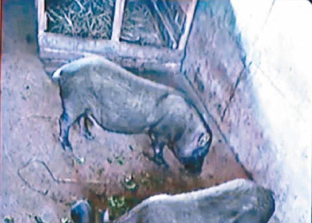 保育蘭嶼豬成功  3幼崽出世