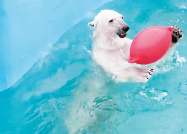 北極熊愛表演成動物園寵兒