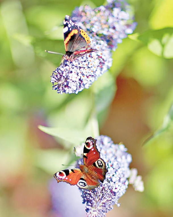 劍橋公爵夫婦另發布孔雀蛺蝶的照片。
