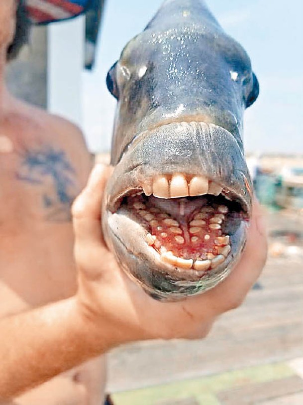 羊頭魚牙齒整齊得似足人類。