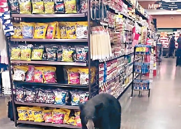 黑熊淡定行超市嚇煞顧客