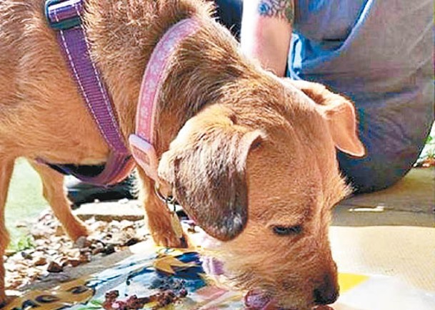 小狗用嘴巴黏上顏料繪畫。