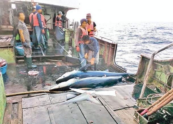 調查：華漁船非法捕魚  或流入日本市場