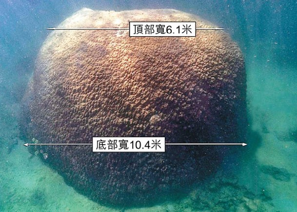 新發現的珊瑚巨大無比。