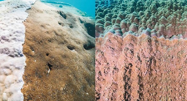珊瑚吸引海洋生物寄居或覓食。