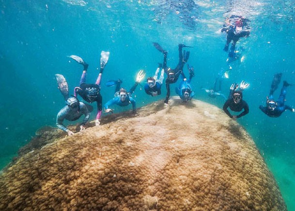大堡礁  藏438歲巨型珊瑚  大如雙層巴士