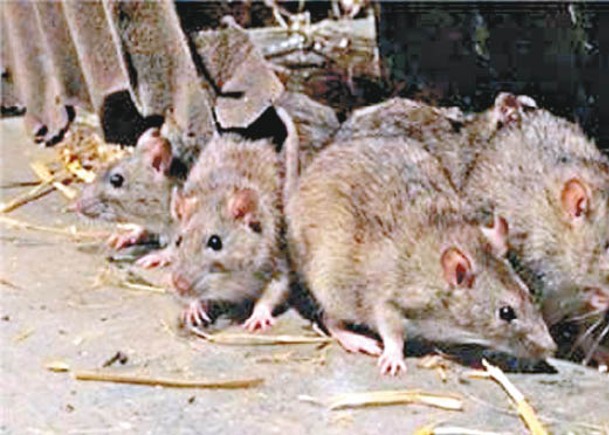 寧夏出現鼠疫病例。