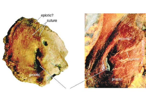 加國出土新品種惡霸龍頭骨