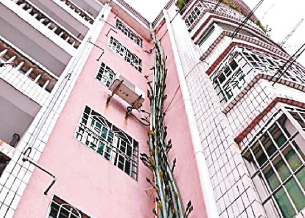白花植物攀牆生長  10年長至6樓高