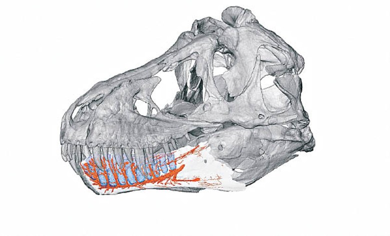 霸王龍下顎化石的電腦斷層掃描圖像，橙色標示處是血管和神經管道。