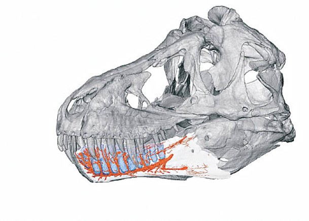 霸王龍下顎化石的電腦斷層掃描圖像，橙色標示處是血管和神經管道。
