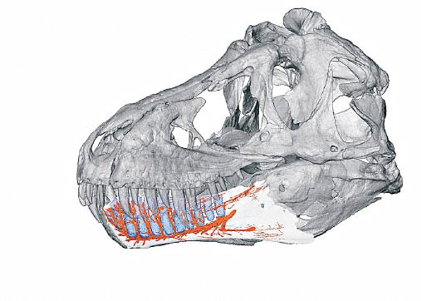 霸王龍下顎神經密布  或作觸覺傳感器