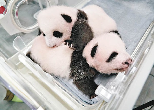 大熊貓真真  雙胞胎出世兩個月公開徵名