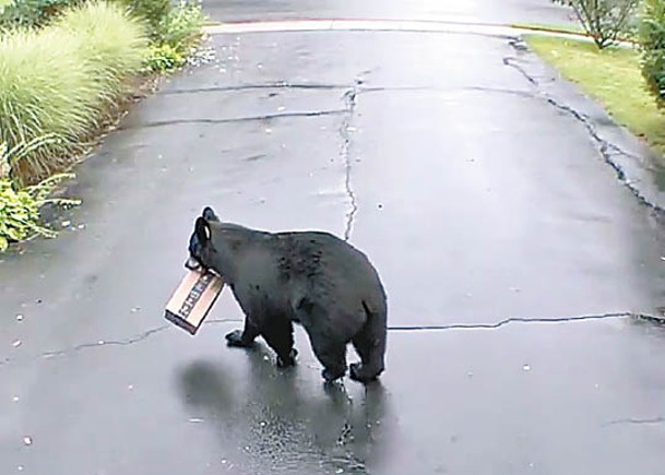 包裹被盜  天眼揭黑熊犯案