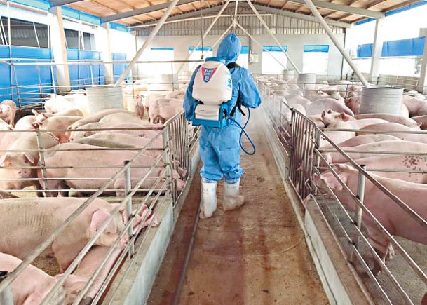 政府下令養豬農戶暫停使用廚餘餵飼豬隻。