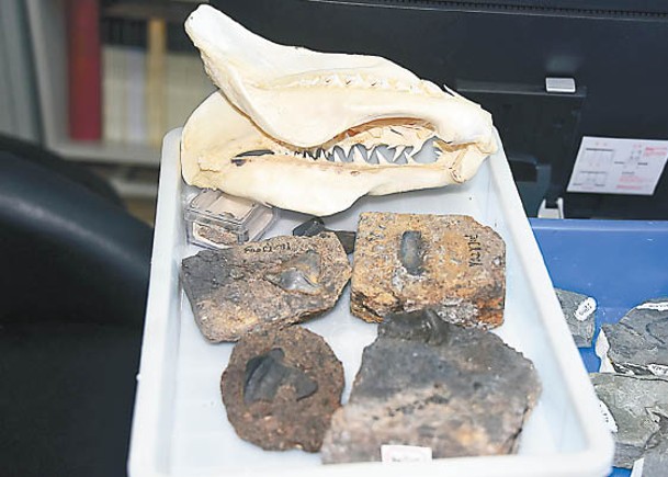 2.9億年前瓣齒鯊化石  山西出土